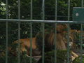 Tierpark Stadt Haag 39308458