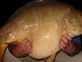 Fischen 2008 38540062