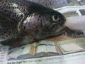 fisch sizieren..=) 62855722