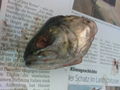 fisch sizieren..=) 62856245