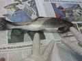 fisch sizieren..=) 62856648