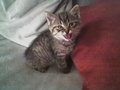 my little cat goofy 12796923