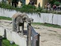 Tiergarten Schönbrunn 19.8.08 41607770