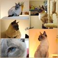 Meine Cats 43622443