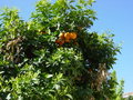 Malaga 06 21640147