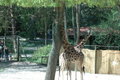 ZOO SCHMIDING 18869028