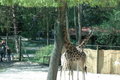 ZOO SCHMIDING 18869050