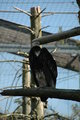 ZOO SCHMIDING 18869331