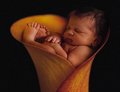 Anne Geddes 14397849