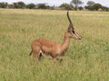 Urlaub in Kenia 13425934