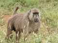 Urlaub in Kenia 13426035