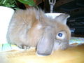 sweet rabbit 53814046