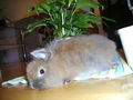 sweet rabbit 53814200