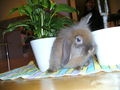 sweet rabbit 53814325