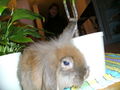 sweet rabbit 53814605