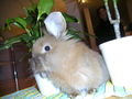 sweet rabbit 53814758