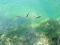 Wolfgangsee August 2010 74708597