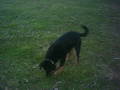 Me hund CINDY!!!! 6173938