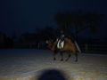 mal andere 4-beiner reiten..  :) 51848311