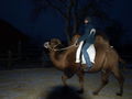 mal andere 4-beiner reiten..  :) 51848312