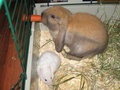 Herr Hase & Herr Hamster 23538762