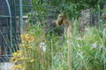 Tierpark Schönbrun 65134906