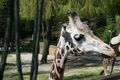 Schmidinger Zoo 37341201