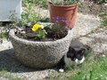 Meine kleine Nichte (und meine Katze 11418291