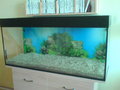 Mein Aquarium 20777437