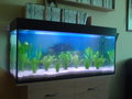 Mein Aquarium 21110971