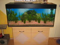 Mein Aquarium 21543398