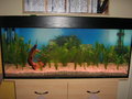 Mein Aquarium 21848684