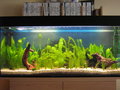 Mein Aquarium 22588470