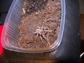 Meine kleine Smithi..... 29064867