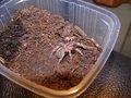 Meine kleine Smithi..... 29064886