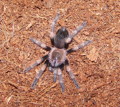 Meine kleine Smithi..... 30341880