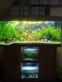 Mein Aquarium 32388304