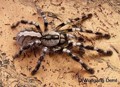 Meine kleine Smithi..... 35958668