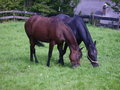 Mein Pferd "SINDY" 12788259