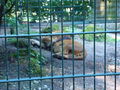 Tierpark Haag mit'n Alex 60506660