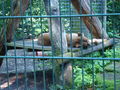 Tierpark Haag mit'n Alex 60507474