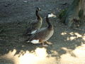 Tierpark Haag mit'n Alex 60508935