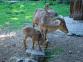 Tierpark Haag mit'n Alex 60515510