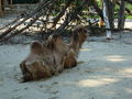 Tierpark Haag mit'n Alex 60523617