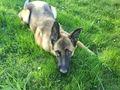 Unser Hund 57486112