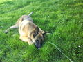 Unser Hund 57486120