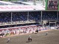 Stampede 23025862