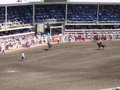 Stampede 23025948