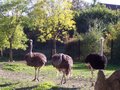 Ausflug Tierpark Schmiding Sept. 2006 10074668