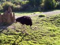 Ausflug Tierpark Schmiding Sept. 2006 10074738